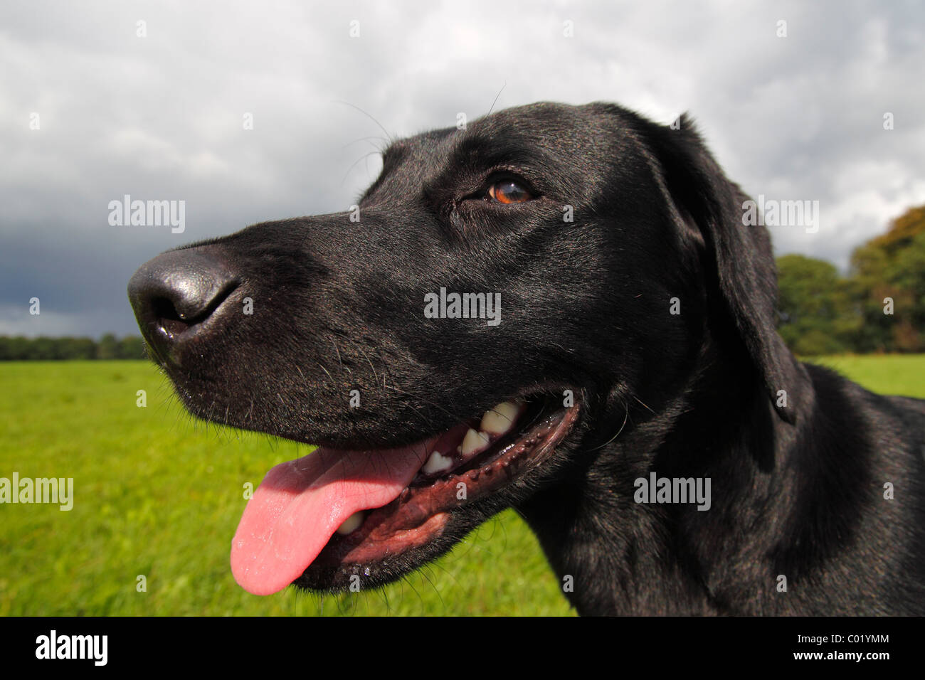 Black lab panting hires stock photography and images Alamy