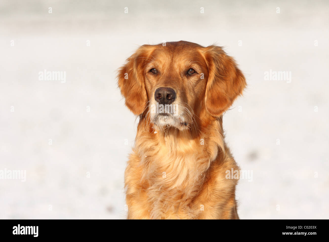 Golden Retriever Portrait Stock Photo - Alamy