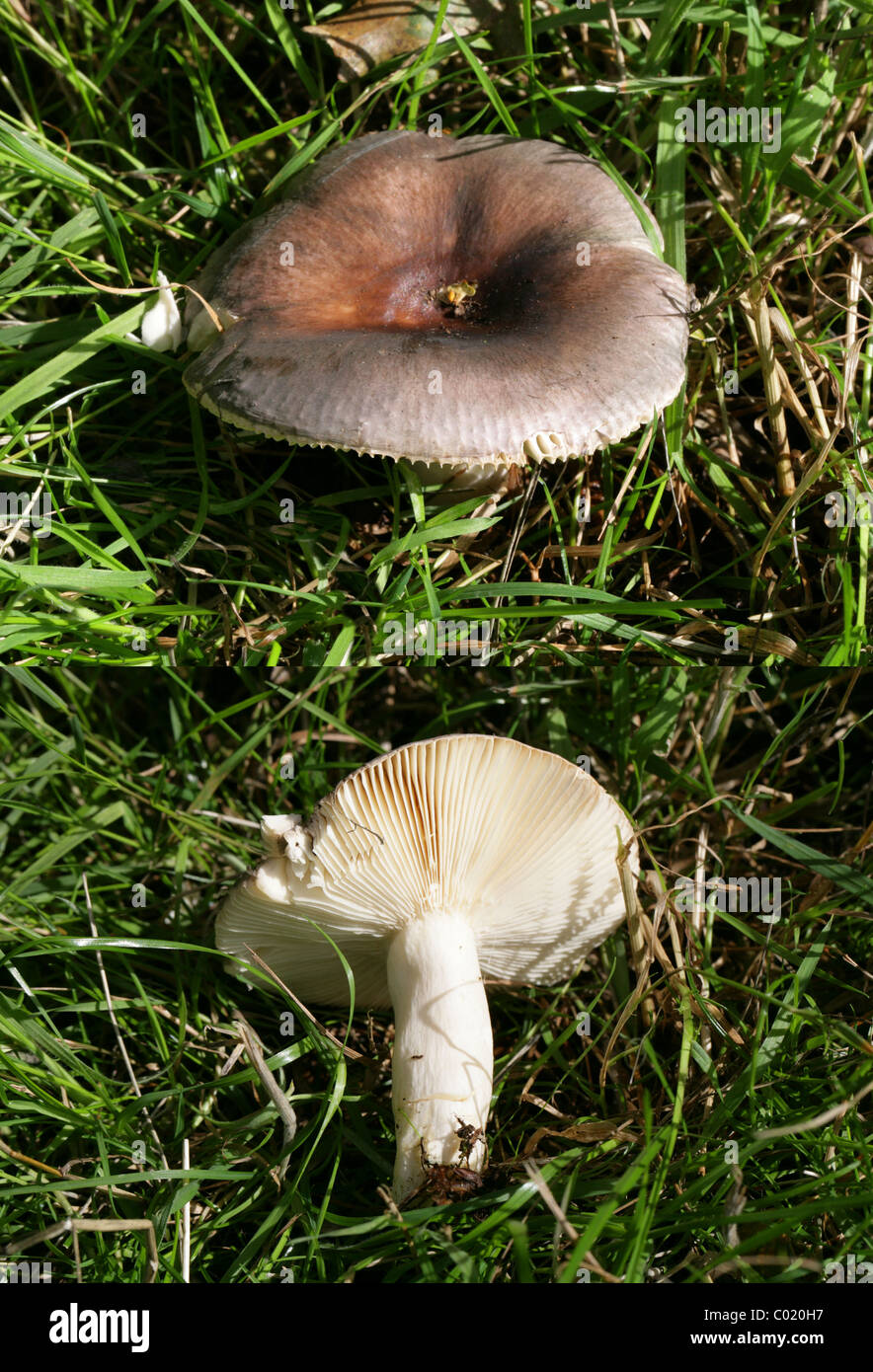 Russulaceae Russula brunneoviolacea, Russulaceae. Growing in Grass Near Oak Trees ...