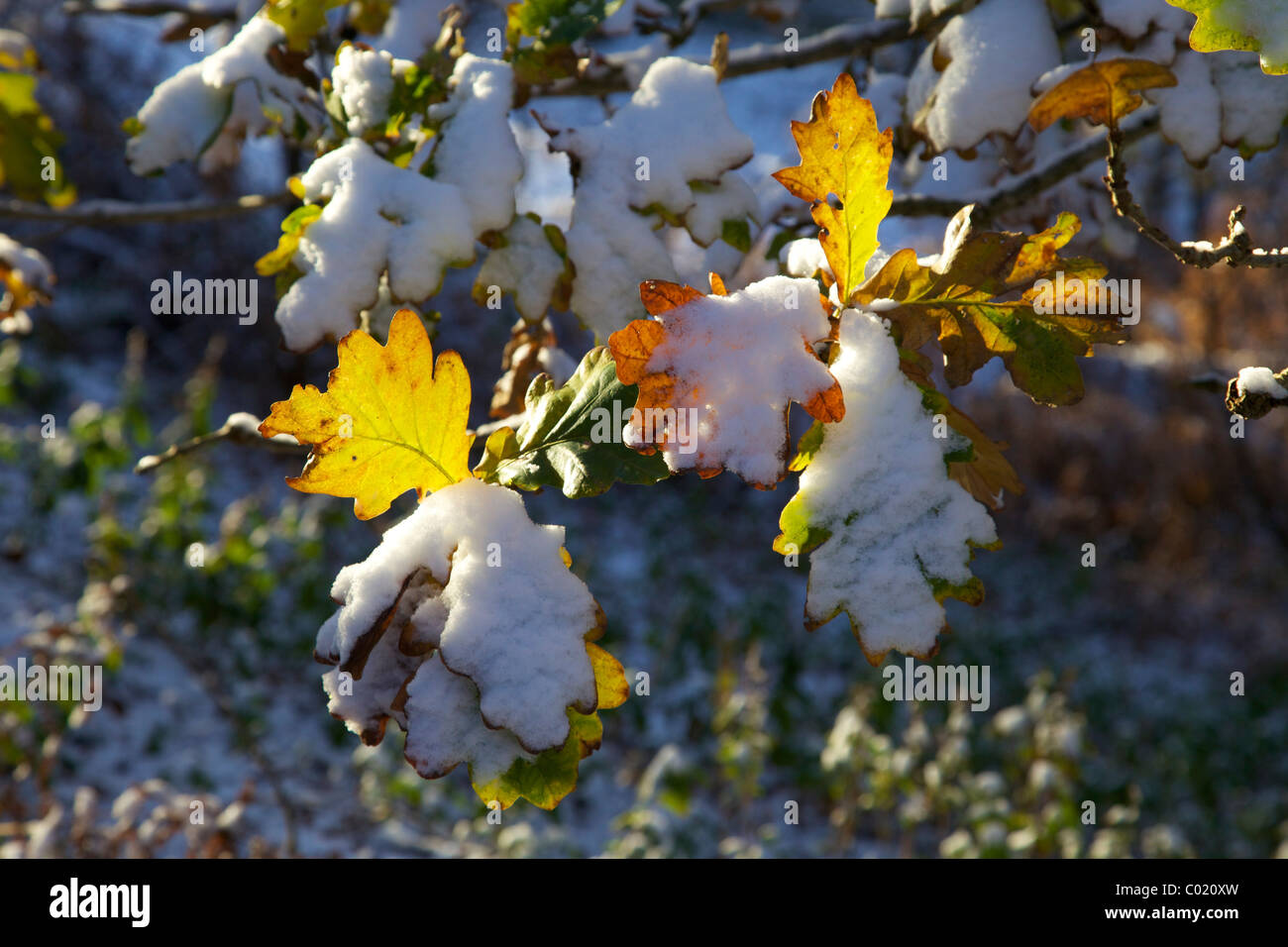 Early November snow on autumn oak leaves, Shropshire, England, UK, United Kingdom, GB, Great Britain, British Isles, Europe Stock Photo