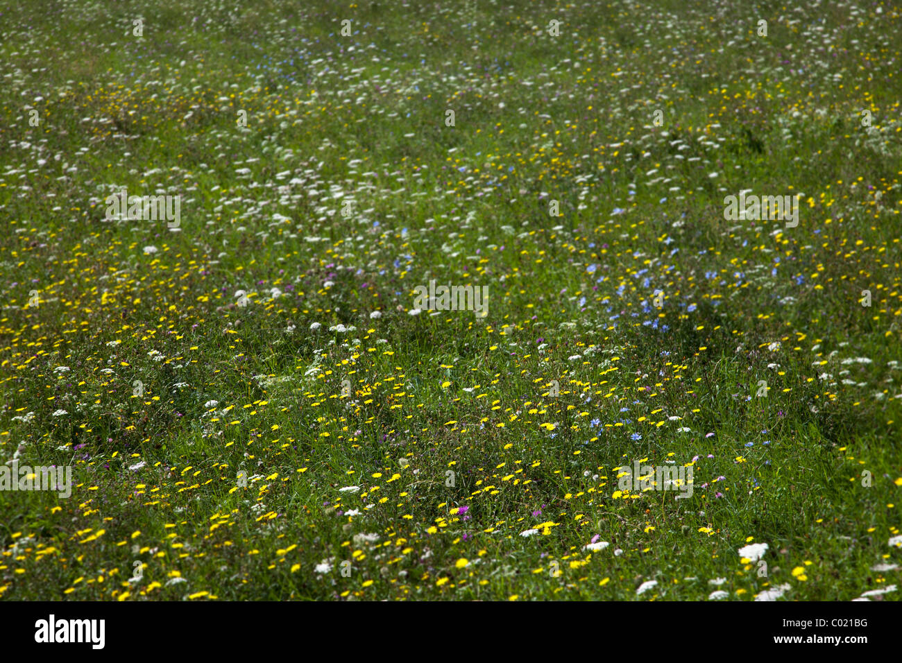 Wild flowers in meadow with blurred background Ariege France Stock Photo