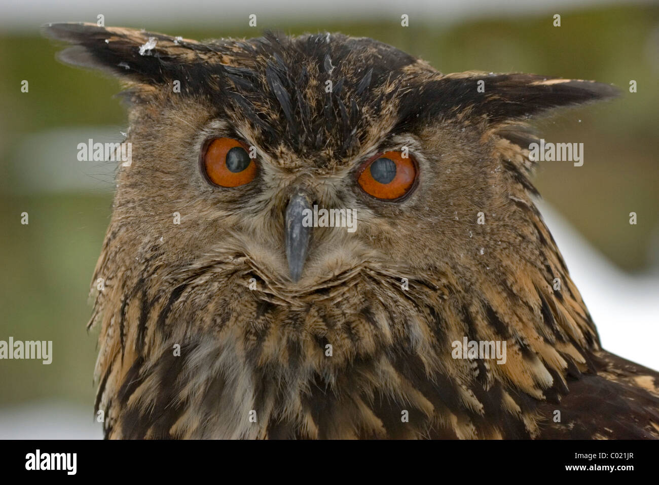 Portrait of an eagle owl (Bubo Bubo) Stock Photo