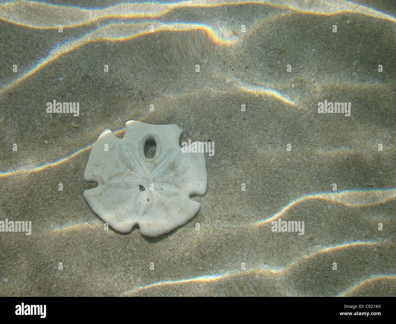 Sand Dollar in Shallow Sea Water Stock Photo Alamy