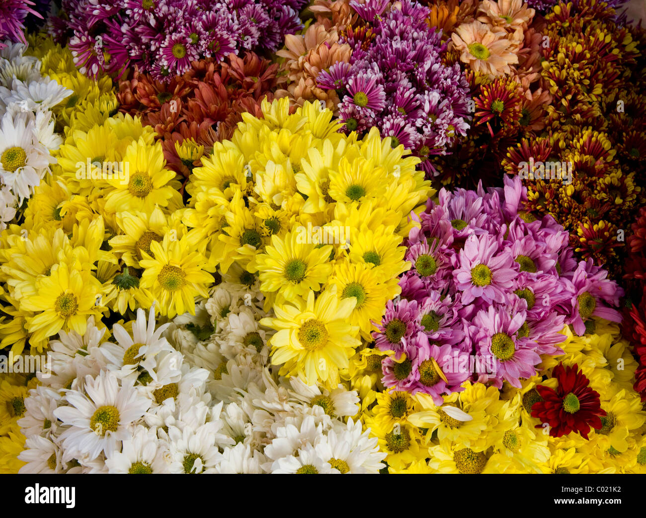 Guatemala. Flower market Stock Photo Alamy