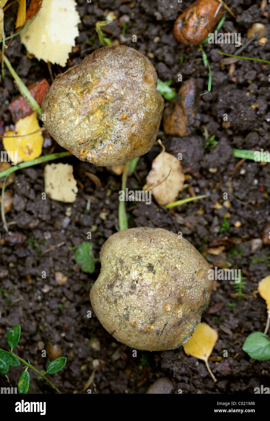 Earthball Fungus, Scleroderma cepa, Sclerodermataceae Stock Photo Alamy