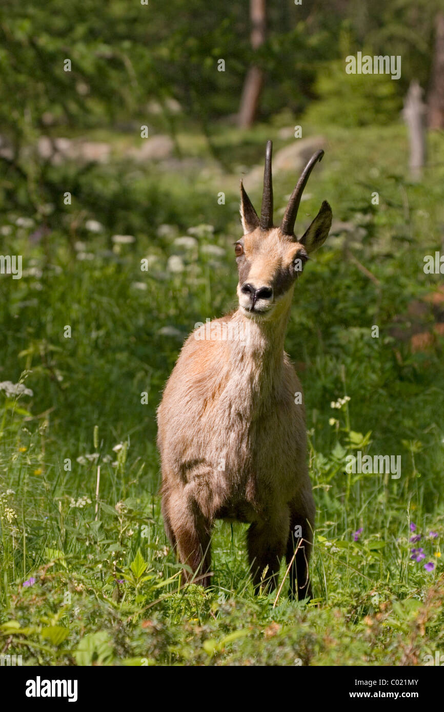 Chamois (Rupicapra rupicapra) Stock Photo