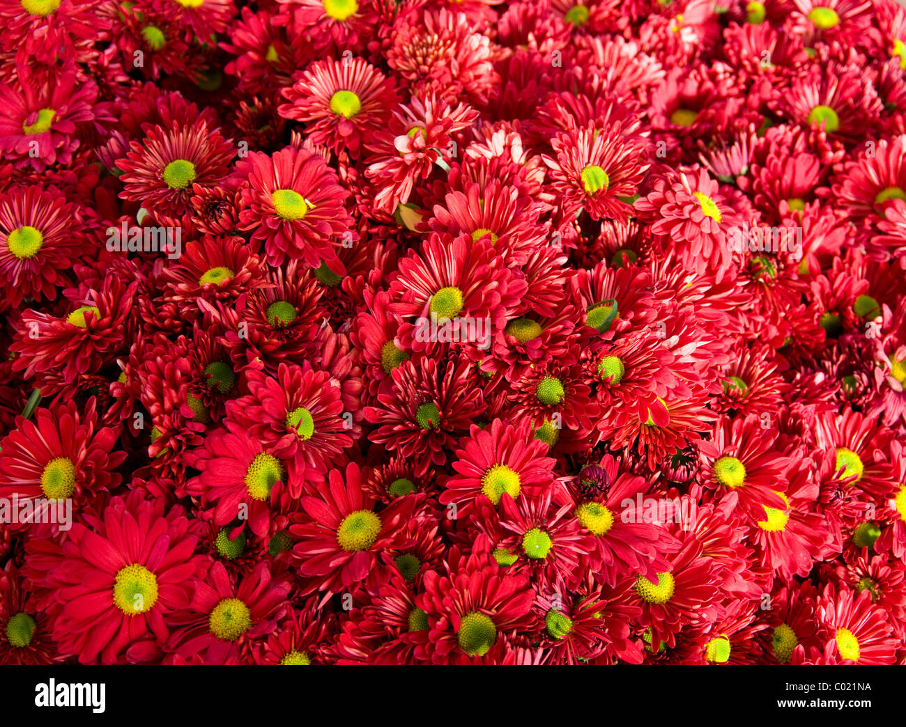 Guatemala. Flower market Stock Photo Alamy