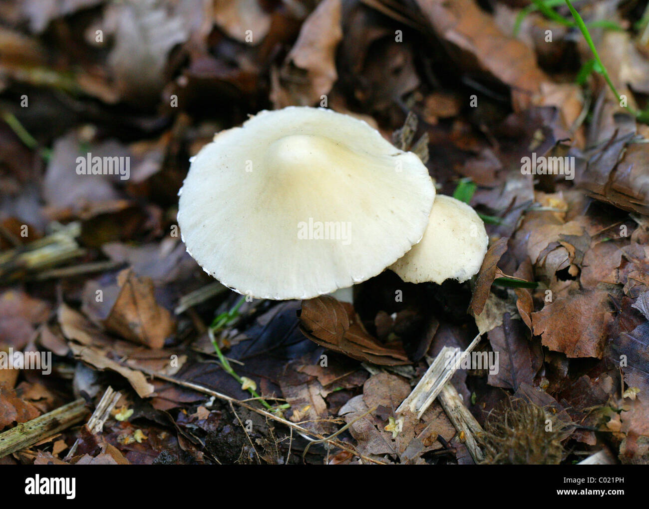 White Fibrecap, Inocybe geophylla, Inocybaceae (Cortinariaceae). Growing in Beech Leaf Litter. August, Ashridge, Hertfordshire. Stock Photo