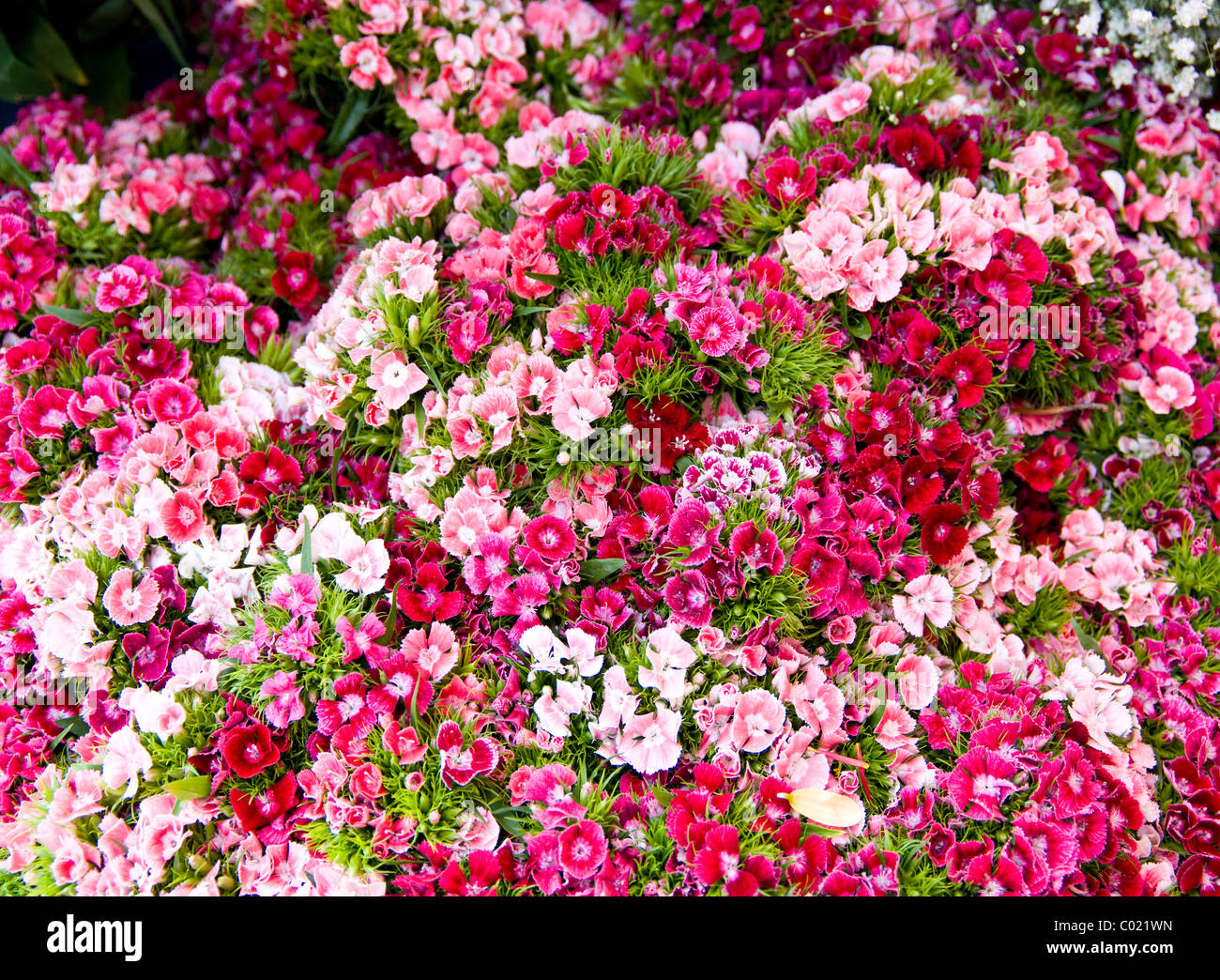 Guatemala. Flower market Stock Photo Alamy