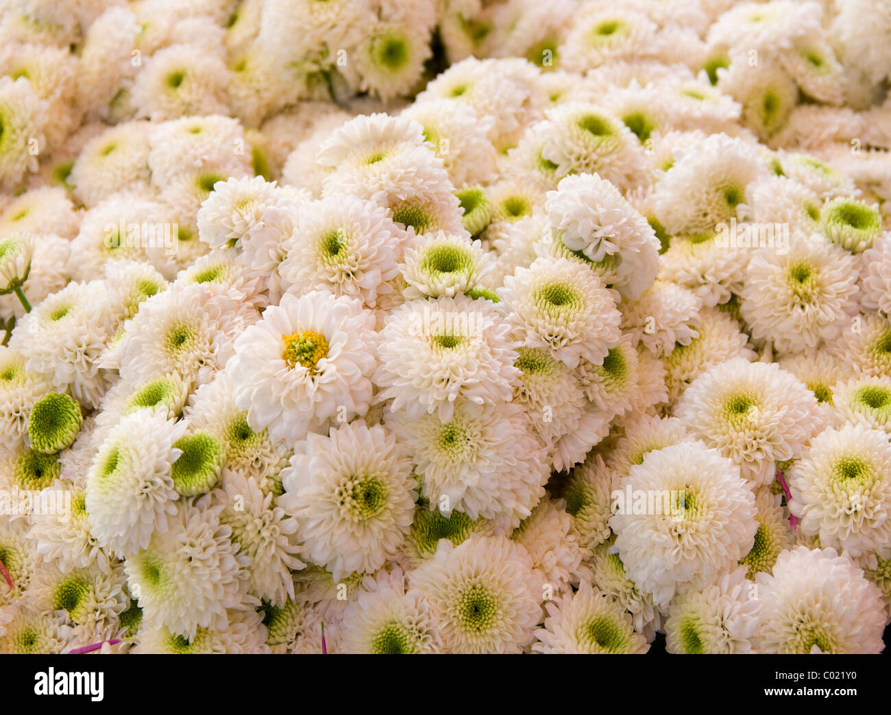 Guatemala. Flower market Stock Photo Alamy