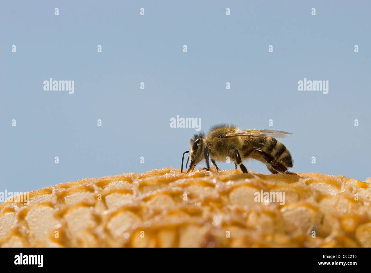 Honeybee on a comb Stock Photo