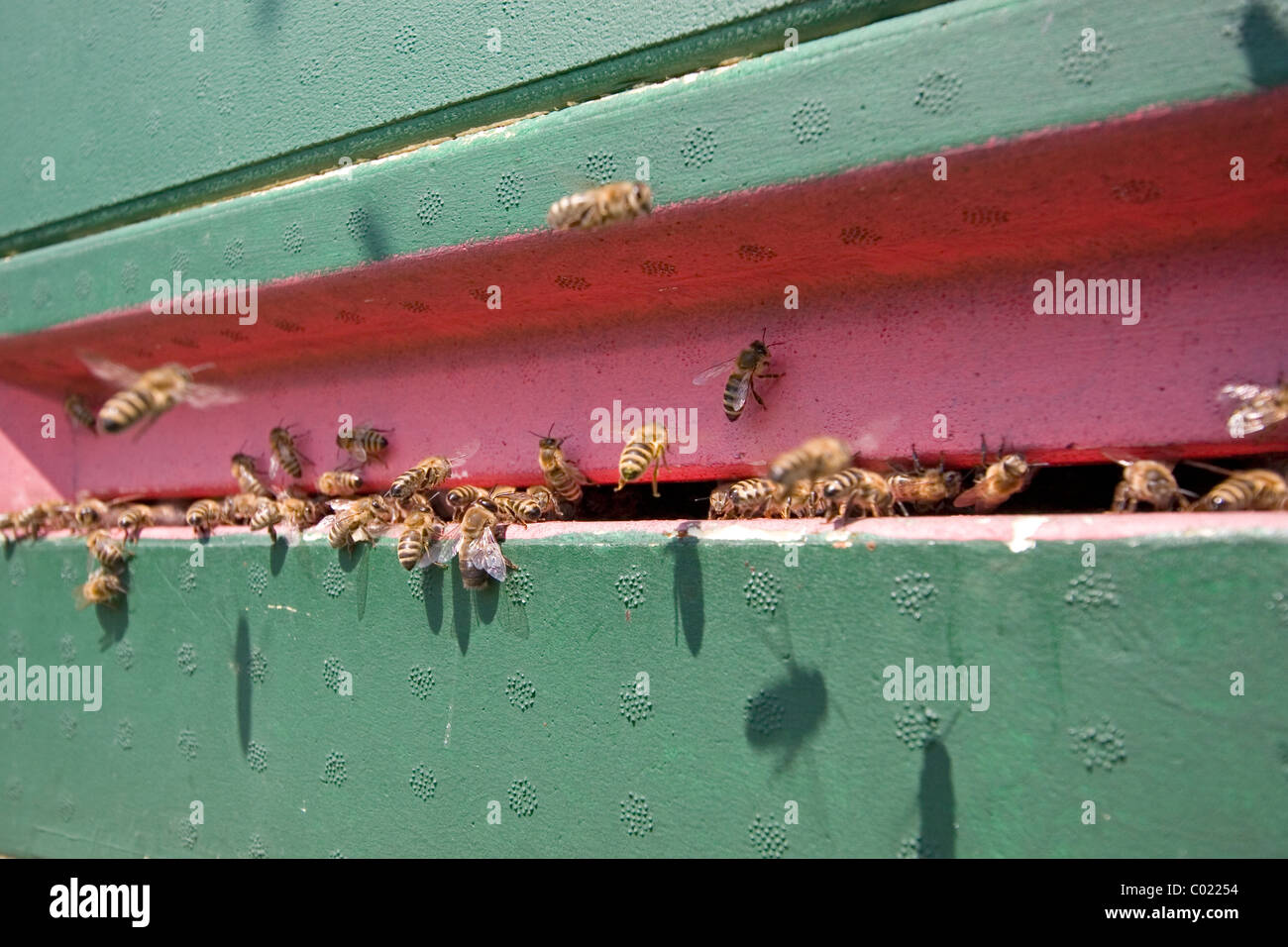 Honeybees at a entrance Stock Photo