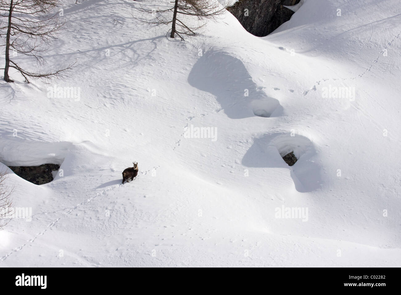 Chamois in deep powder snow Stock Photo