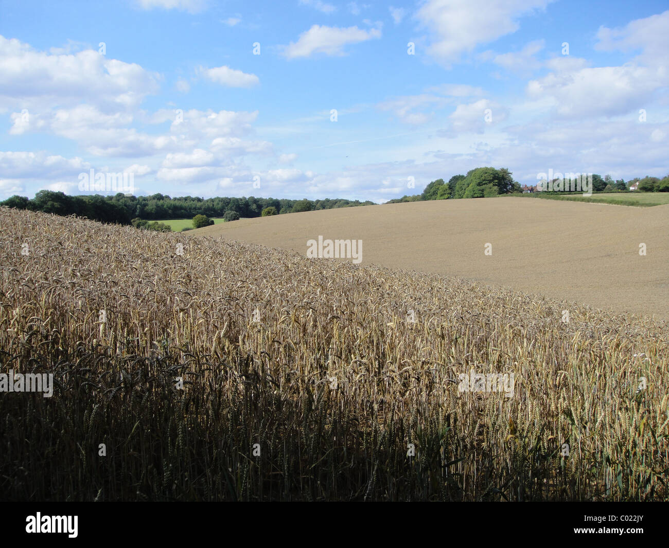 Cornfields in English countryside Stock Photo