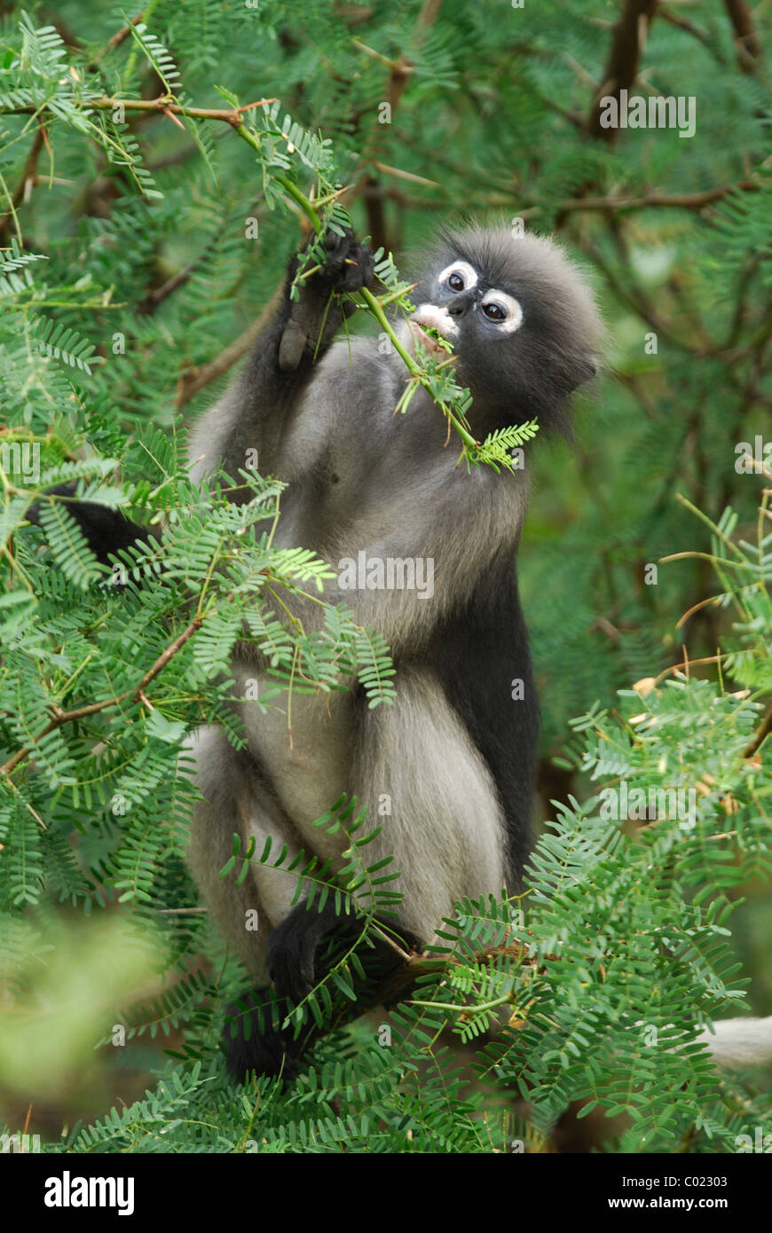 Dusky Leaf Monkey (Trachypithecus obscurus) feeding on Acacia in the rainforest of Khao Sam Roi Yot National Park, Thailand Stock Photo