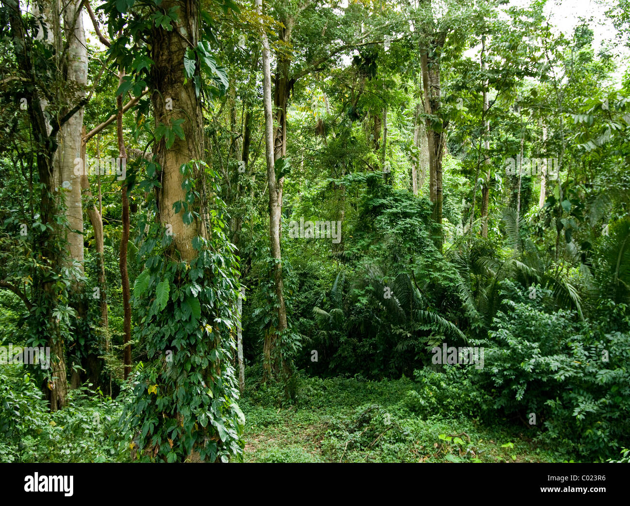 Guatemala rainforest ceiba tree ceiba hires stock photography and