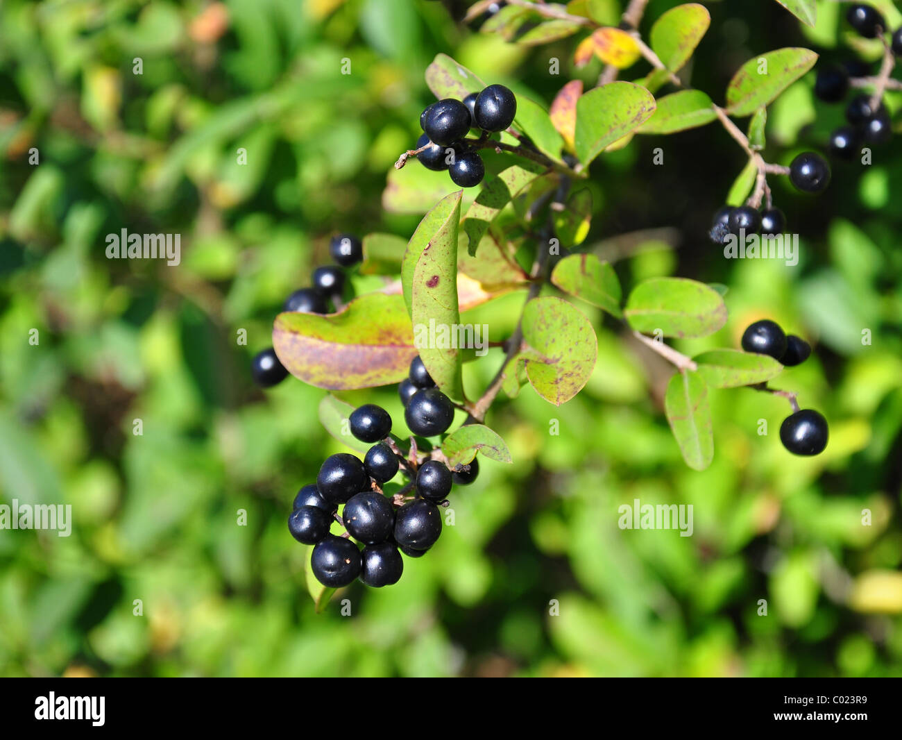 Berries of alder buckthorn (Frangula alnus) Stock Photo