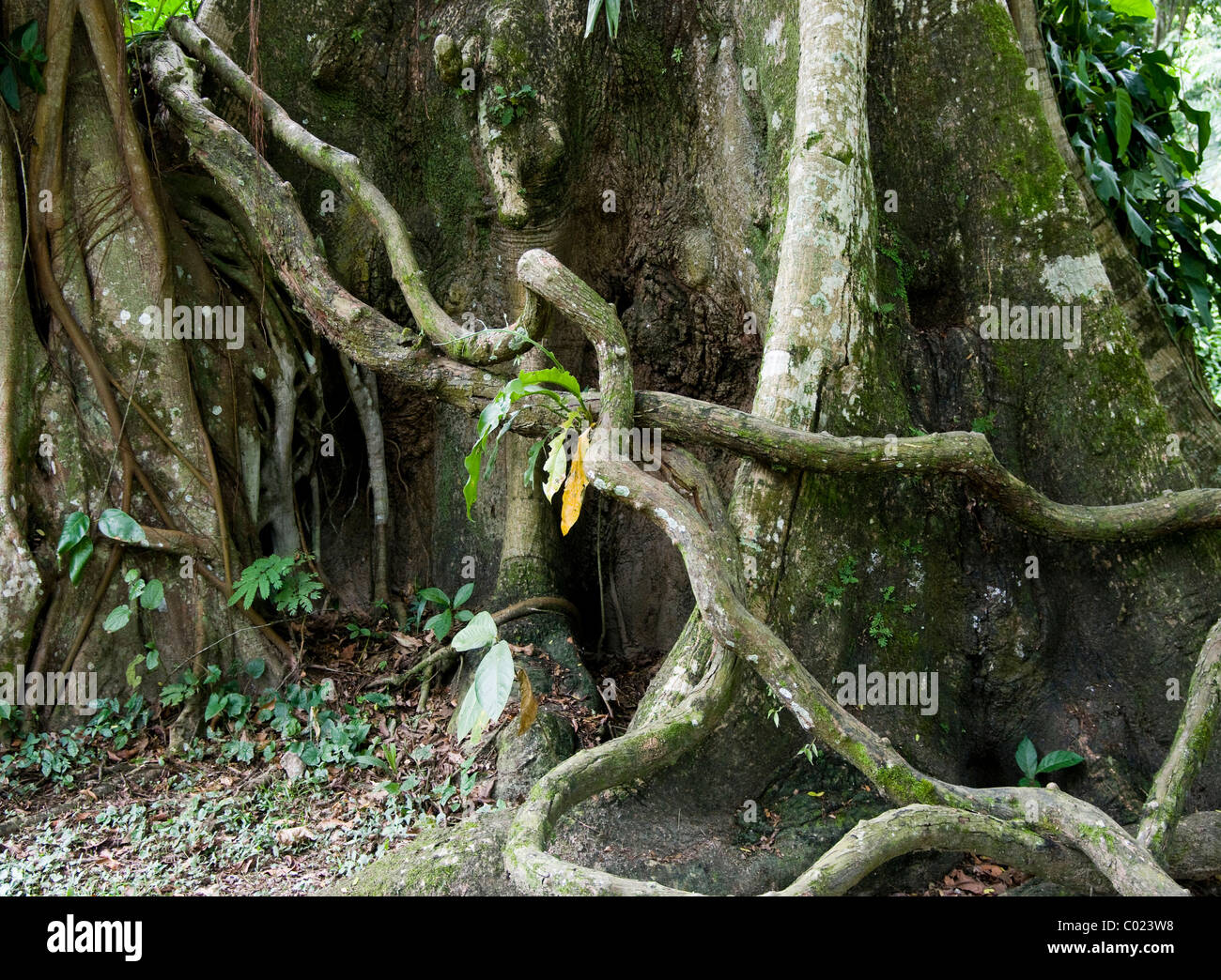 Guatemala. Rainforest. Ceiba tree. Ceiba Pentandra Stock Photo - Alamy