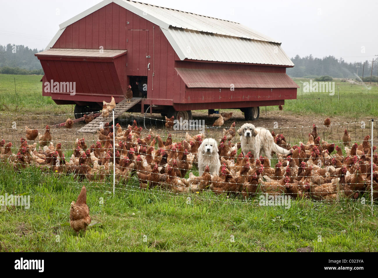 Free range organic chickens, portable housing. Stock Photo