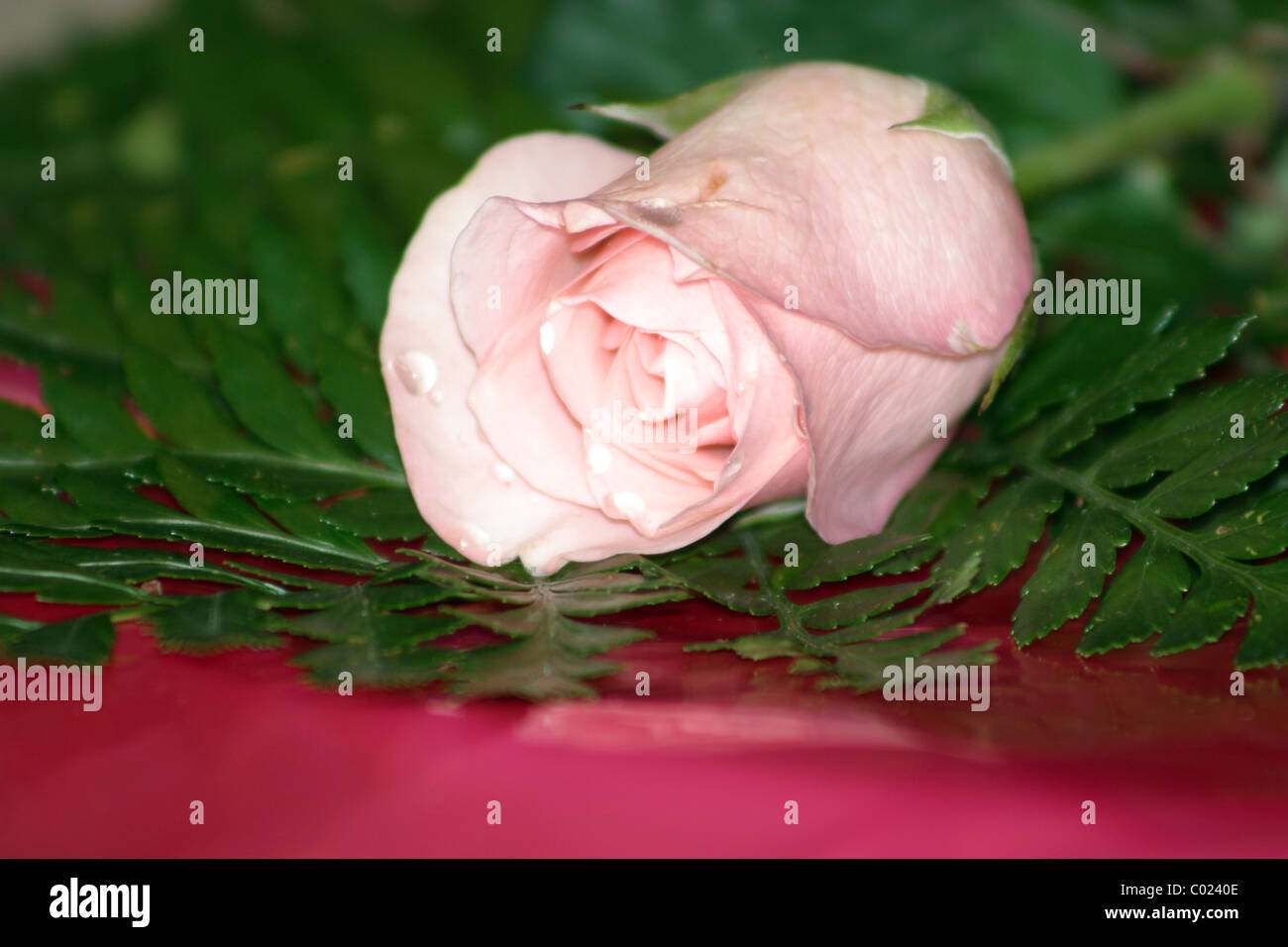 Pink rose beautiful rose hi-res stock photography and images - Alamy