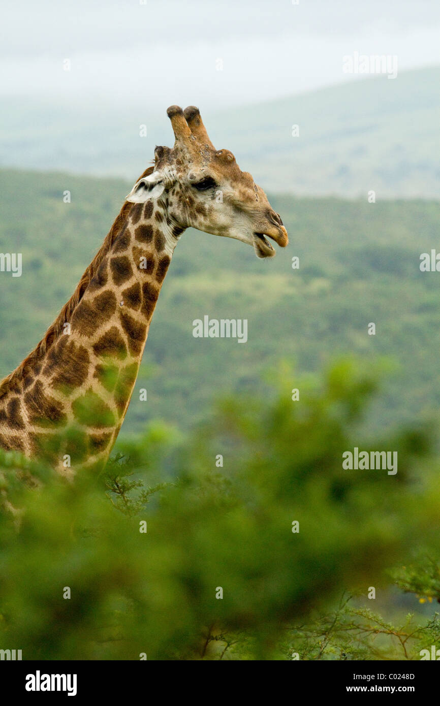 Portrait of adult male giraffe in South Africa Stock Photo