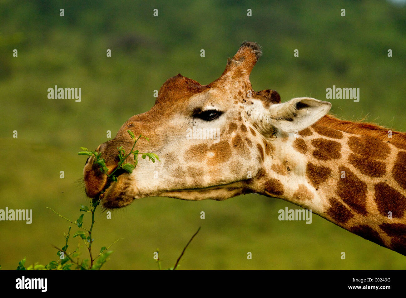 Head shot of adult giraffe eating Stock Photo