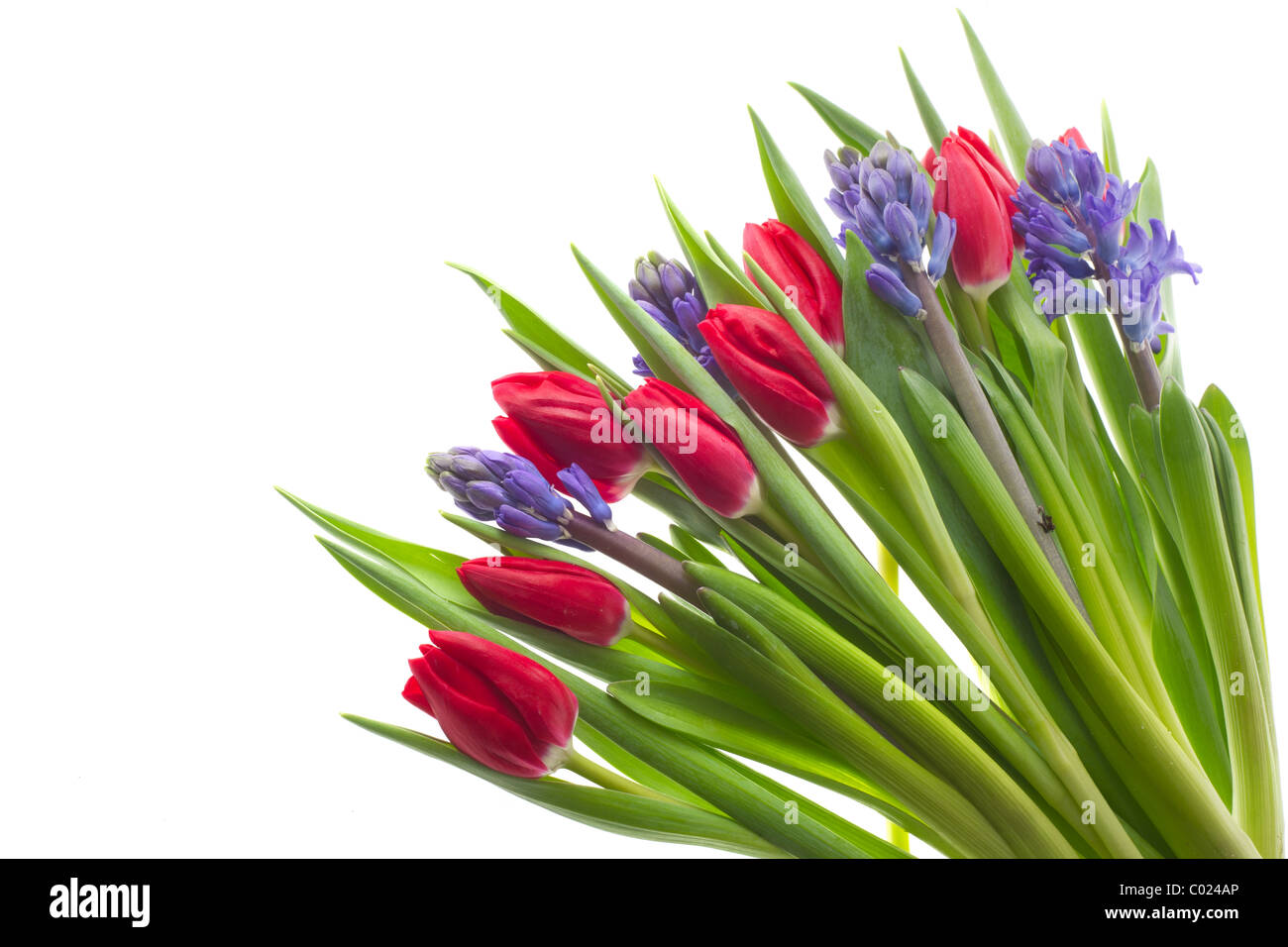 Bouquet Red Tulips And Purple Hyacinths On White Background Stock Photo bouquet-red-tulips-and-purple-hyacinths-on-white-background-stock-photo