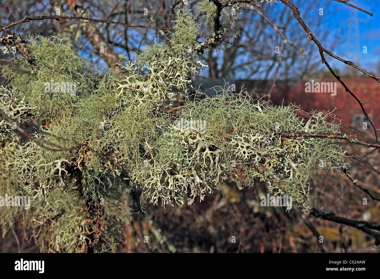 Usnea Glabrascens mixed with Evernia Prunastri Moss or Lichen prolific in Scottish forests Stock Photo