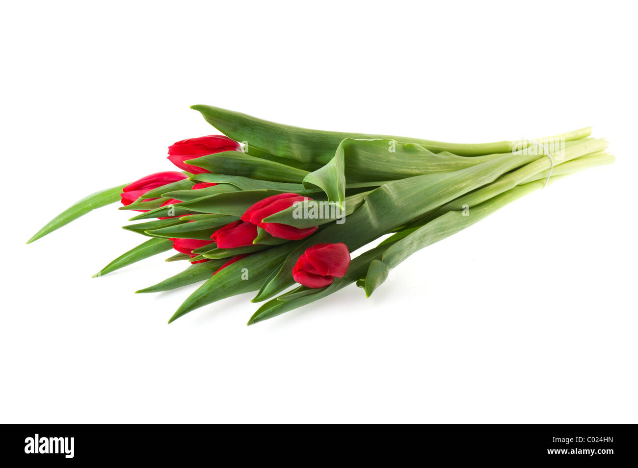 Bouquet red tulips isolated on white background Stock Photo - Alamy