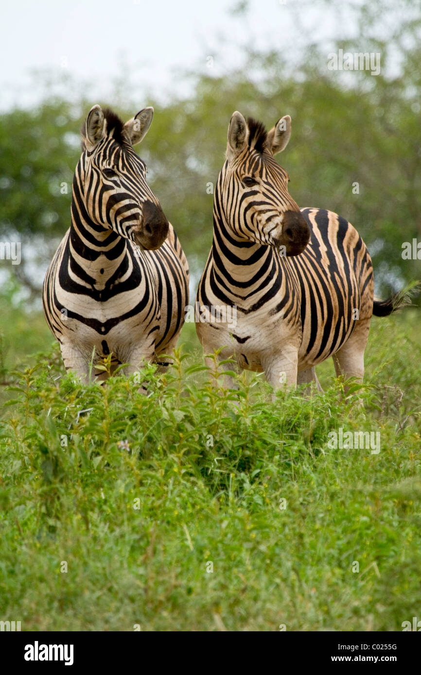 Pair of zebra looking alert together Stock Photo