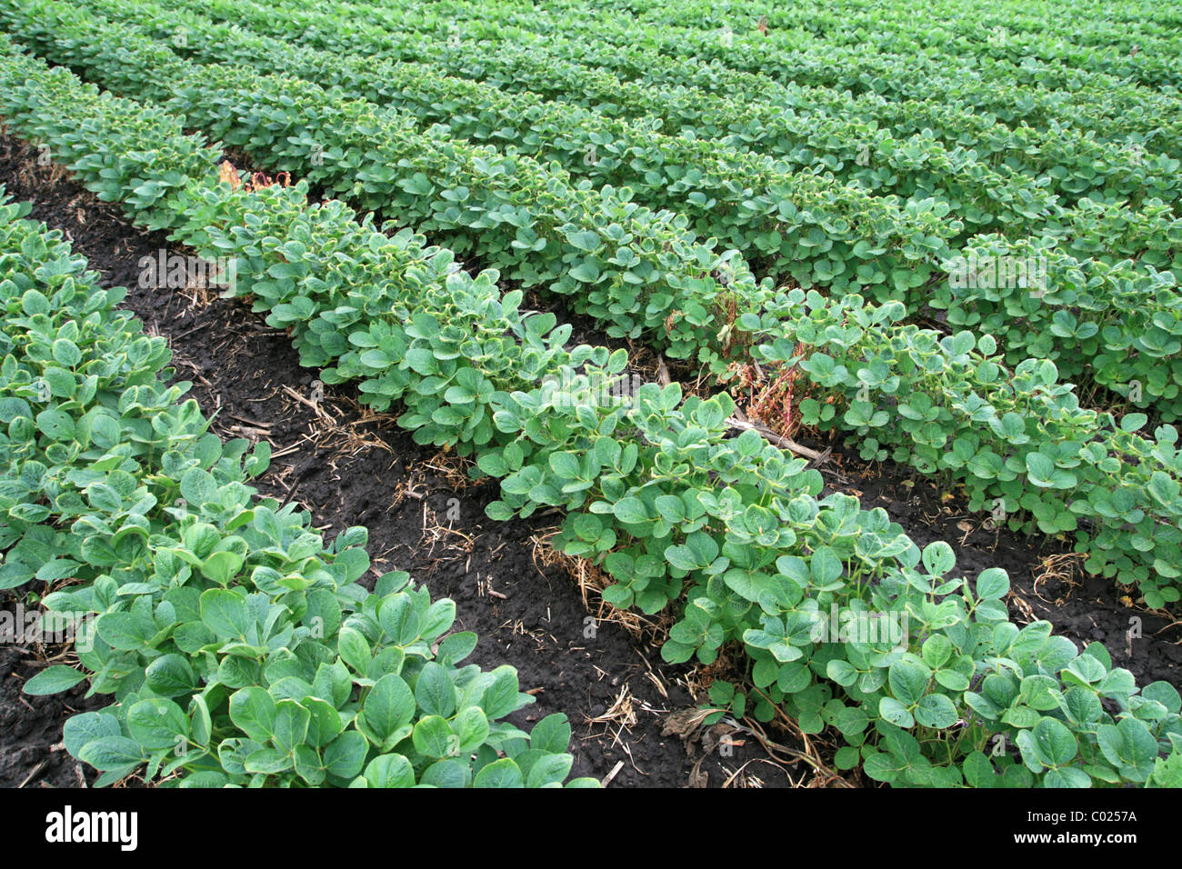 soybean field with rows of soya bean plants in dark wet soil Stock Photo