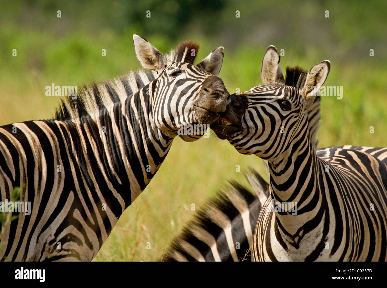 Two zebras playing Stock Photo - Alamy