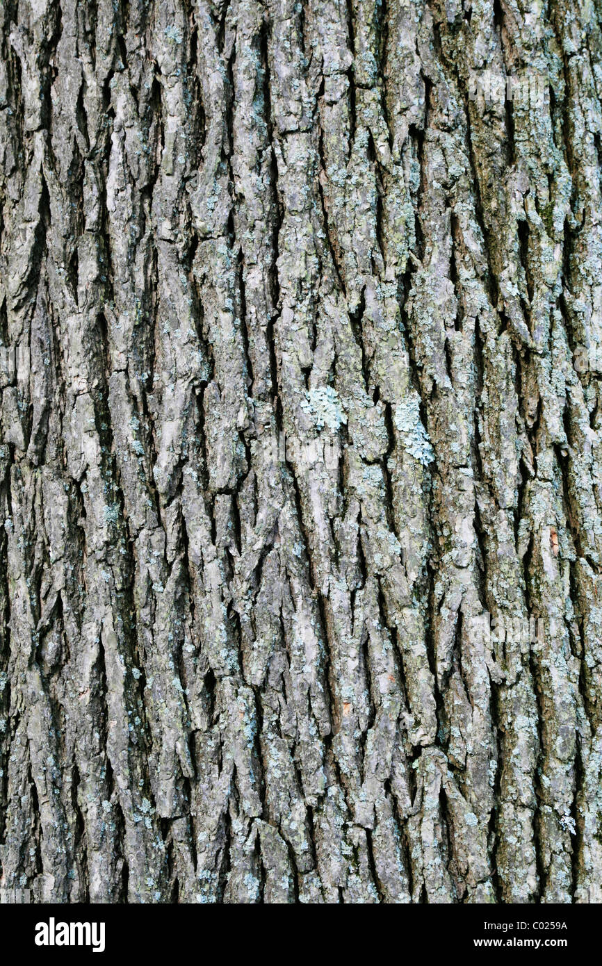 vertical image of swamp white oak (quercus bicolor) bark Stock Photo