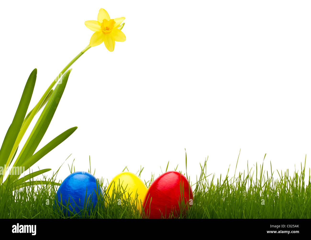 three easter eggs in grass with a daffodil with white background Stock ...