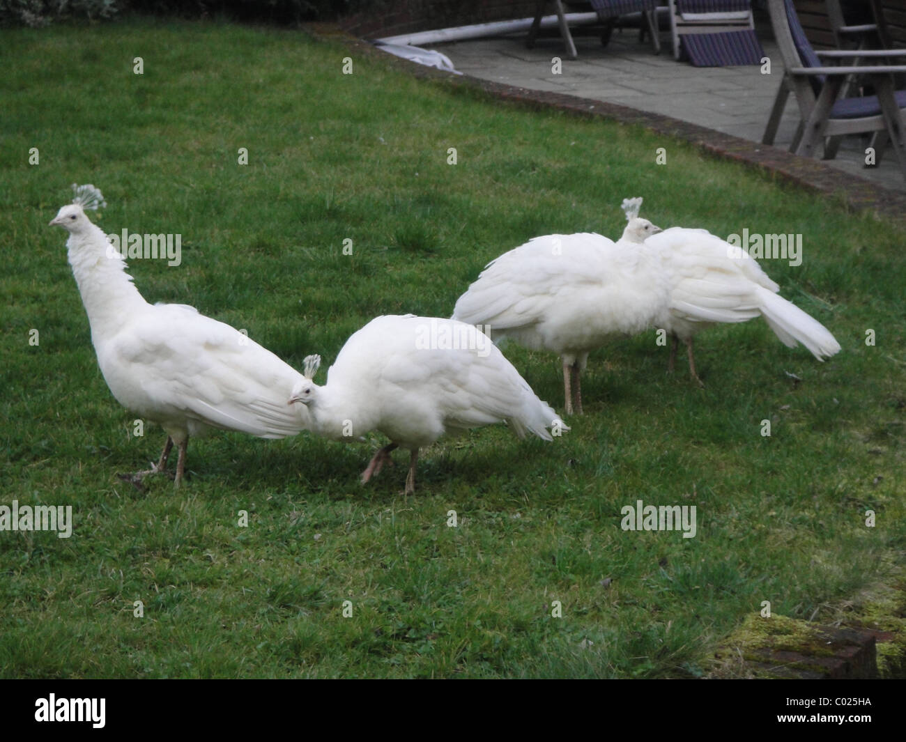 White peahens in garden Stock Photo