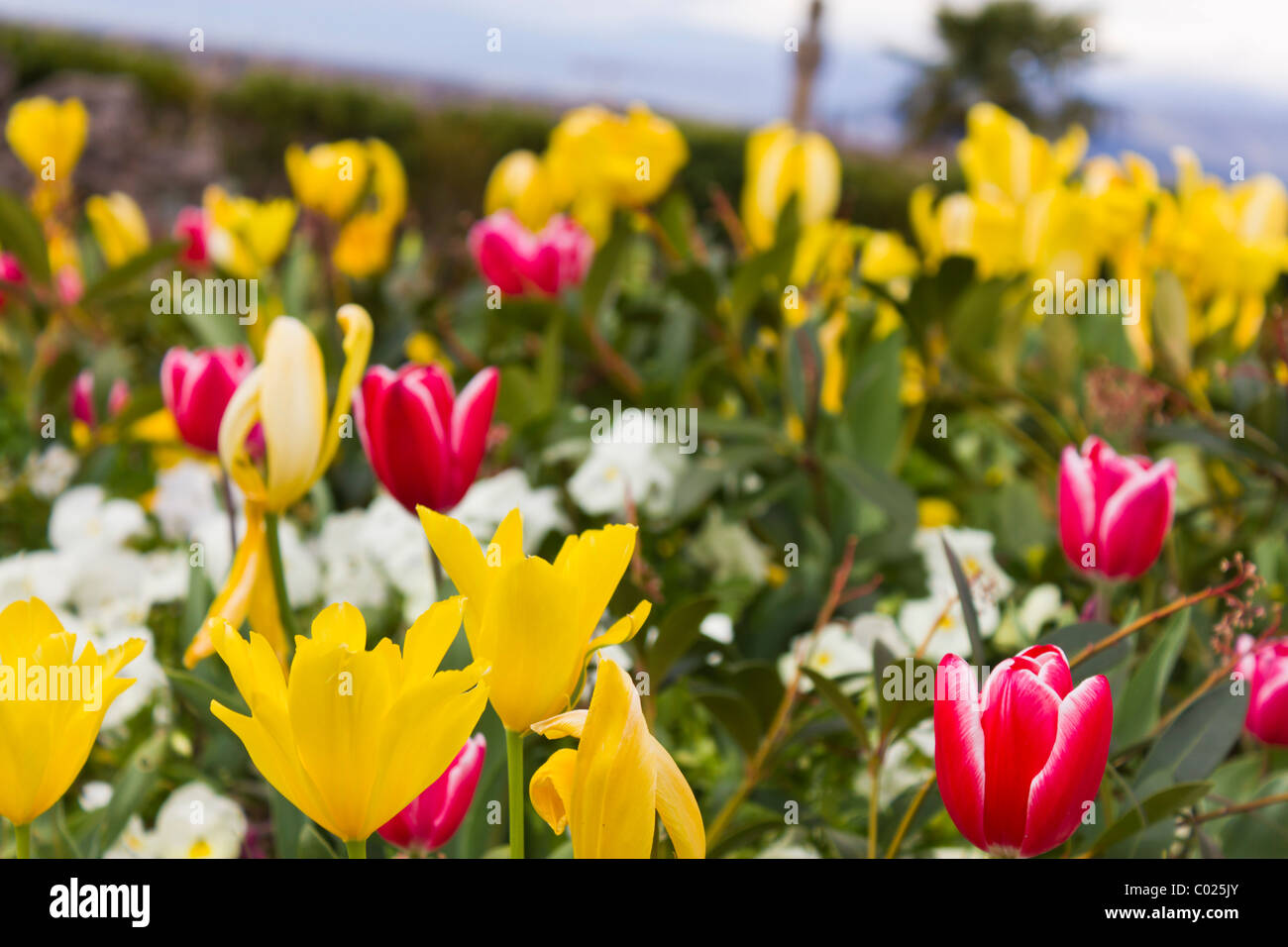 Tulips close up, selective focus Stock Photo