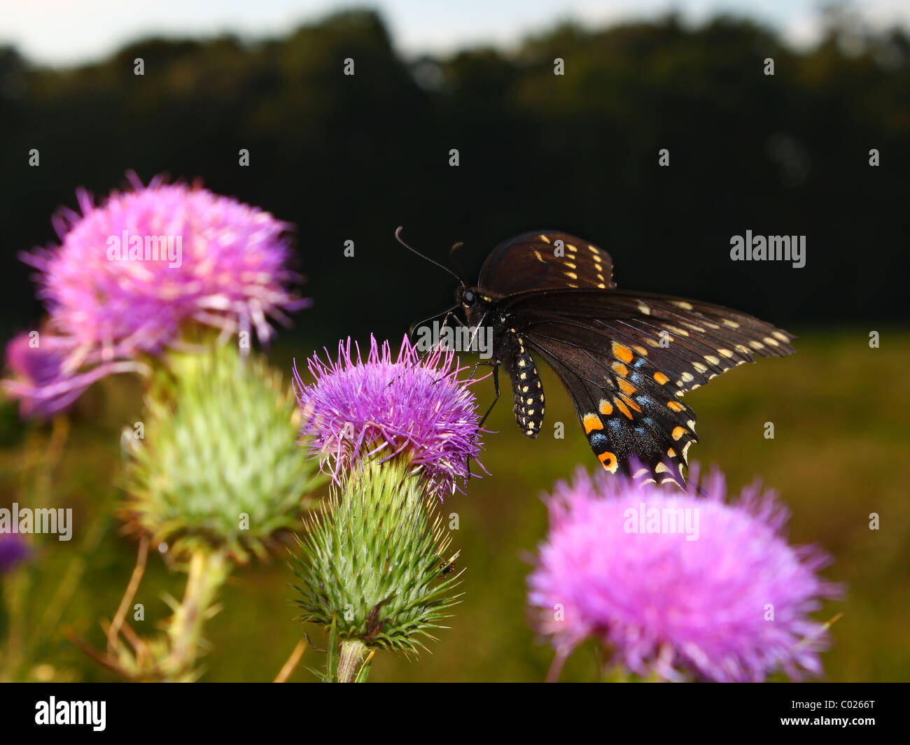 Black Swallowtail (Papilio polyxenes) Stock Photo