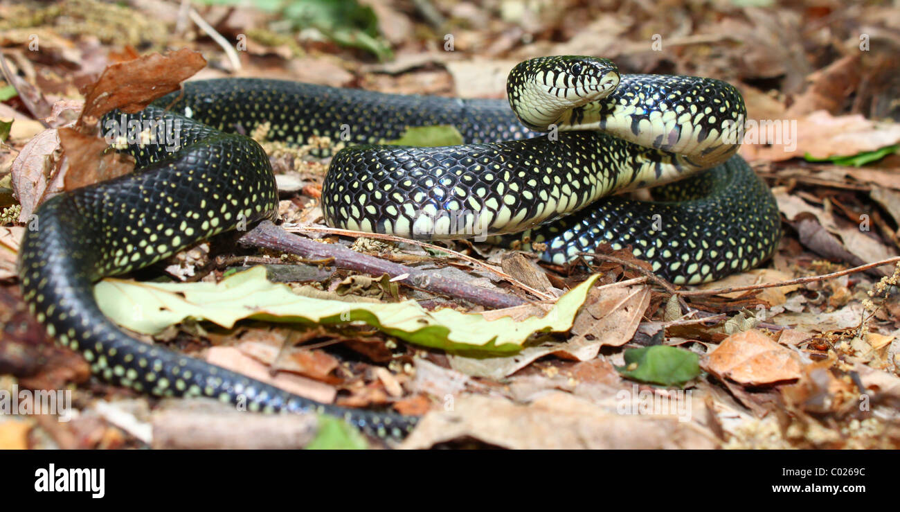 Black Kingsnake (Lampropeltis getula) Stock Photo