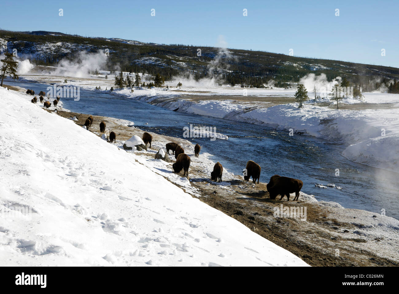 Bison Covered In Frost High Resolution Stock Photography and Images - Alamy