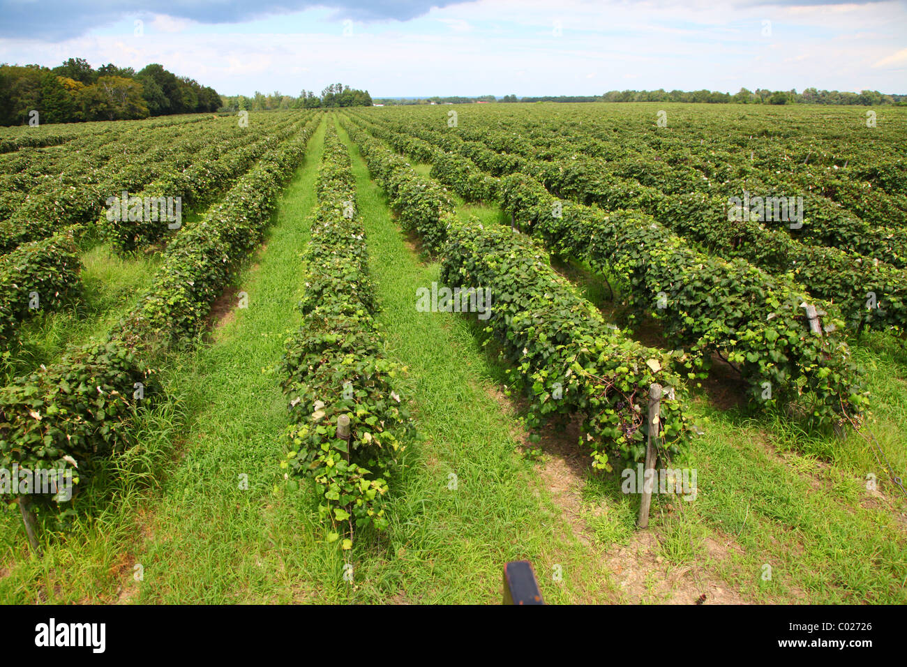 Pennsylvania vineyard Concord grapes on the vine Stock Photo
