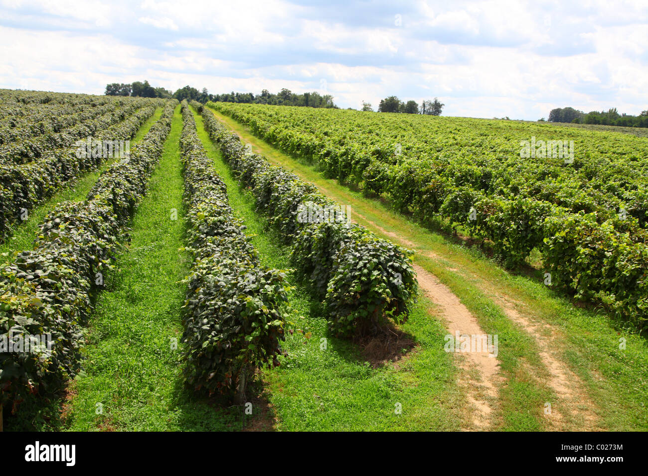 Pennsylvania vineyard Concord grapes on the vine Stock Photo