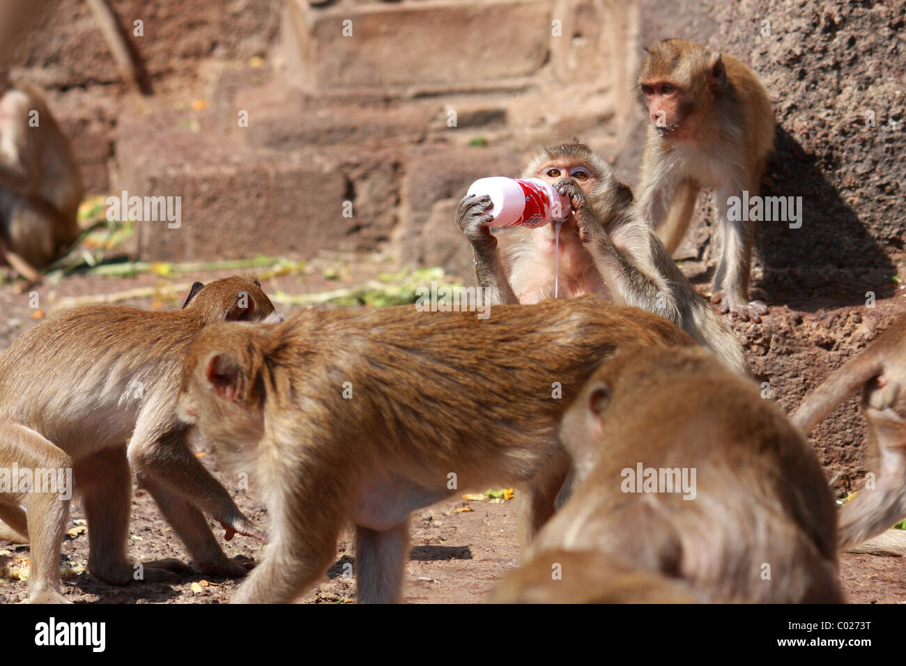 Monkey try to drink some yogurt milk from bottle at Monkey Chinese