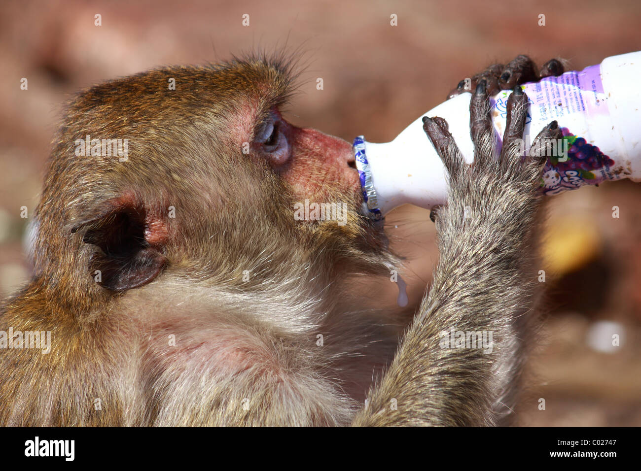 Monkey try to drink some yogurt milk from bottle at Monkey Chinese