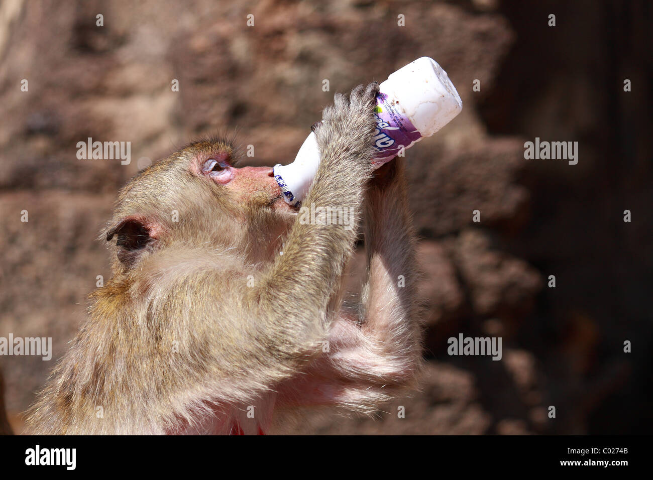 Monkey try to drink some yogurt milk from bottle at Monkey Chinese