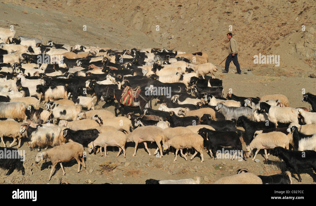 Sheep, goats, donkey, and herder, On the road to Yozgat, Turkey 101003 38786 Stock Photo
