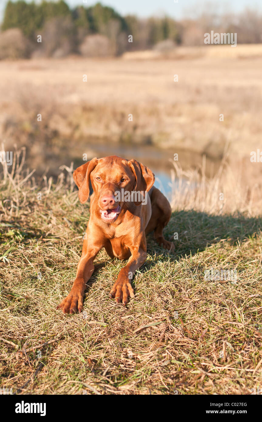 A Vizsla dog crouches on the grass in a field in autumn Stock Photo - Alamy