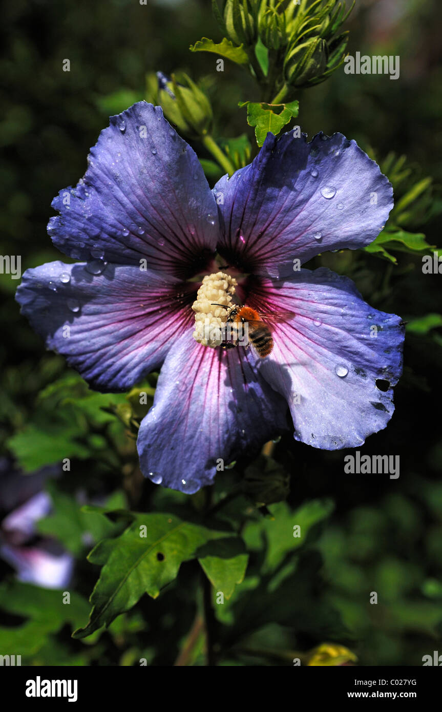 Honey bee (Apis) on the stamen of a hibiscus flower (Hibiscus syriacus