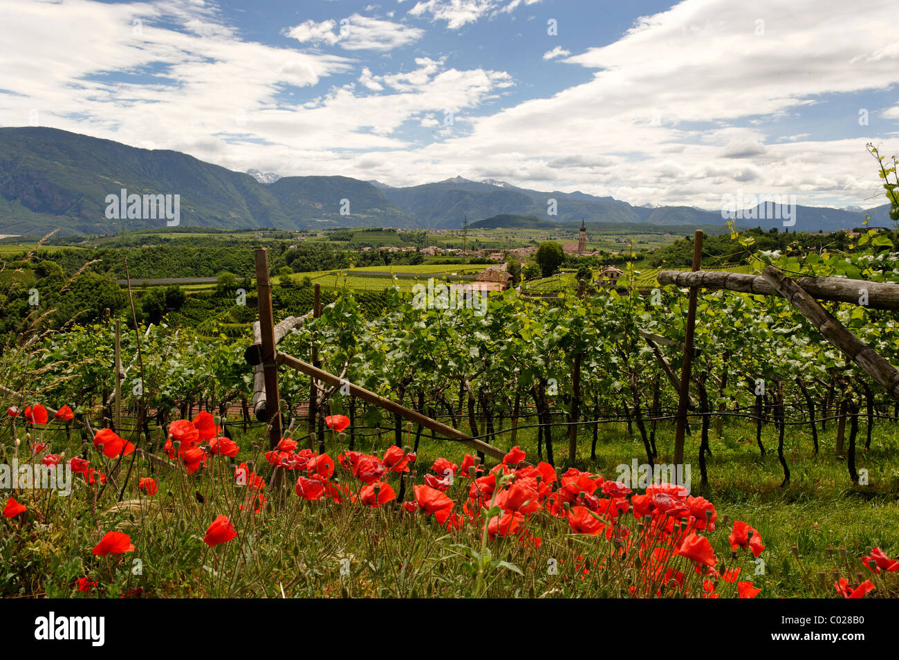 Missian near Eppan an der Weinstrasse, wine route, Ueberetsch, Bozen Unterland, Oltradige-Bassa Atesina district, South Tyrol Stock Photo