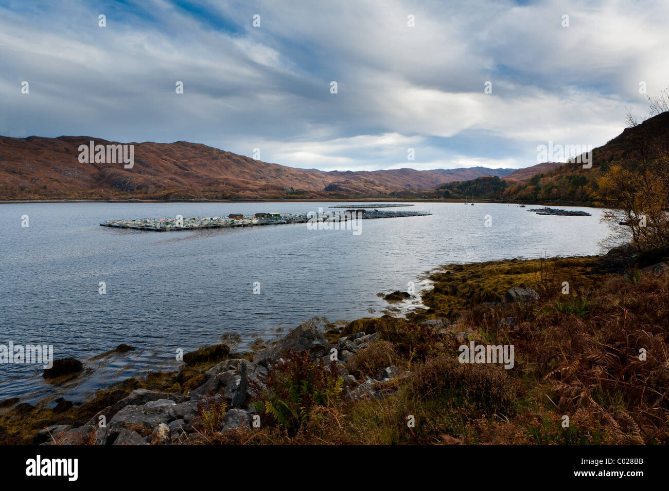 Fish farm moored in Loch Ailort. Stock Photo