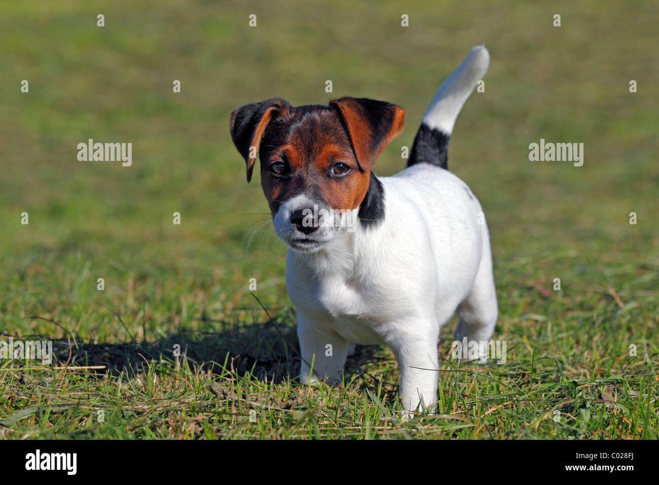 Young Jack Russell Terrier dog (Canis lupus familiaris), male puppy, 12
